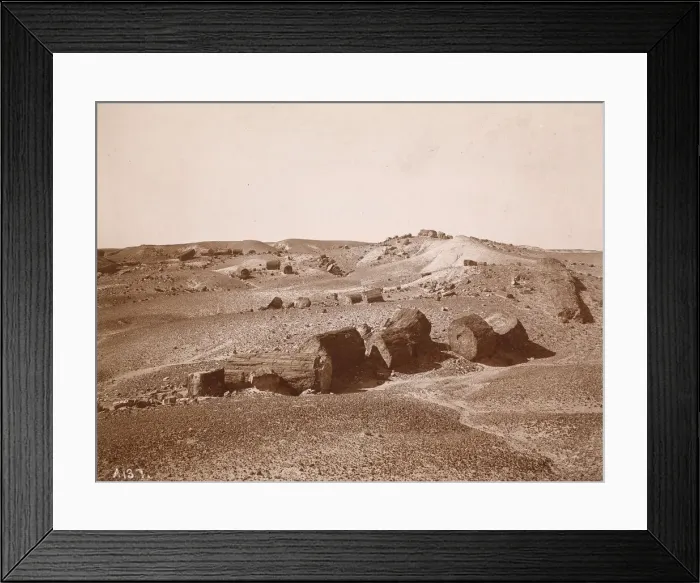 Framed Print : In the Petrified Forest (General View, Middle Park), c. 1895-1897. Creator: Vroman, A. C Framed Print : In the Petrified Forest (General View, Middle Park), c. 1895-1897. Creator: Vroman, A. C