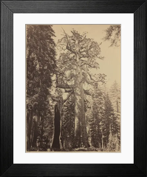 Framed Print : Grizzly Giant, Mariposa Grove, 1861. Creator: Carleton Emmons Watkins Framed Print : Grizzly Giant, Mariposa Grove, 1861. Creator: Carleton Emmons Watkins