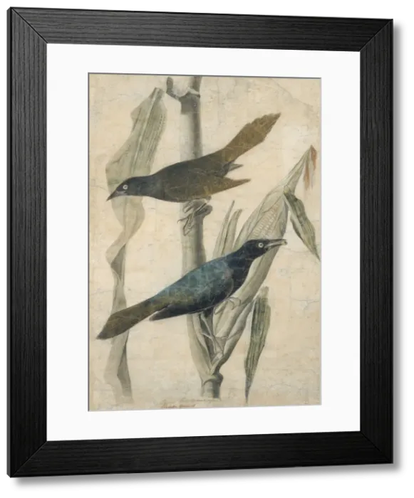Framed Print : Purple Grackle, early-mid 19th century. Creator: John James Audubon Framed Print : Purple Grackle, early-mid 19th century. Creator: John James Audubon