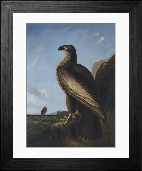 Framed Print : Washington Sea Eagle, ca. 1836-1839. Creator: John James Audubon Framed Print : Washington Sea Eagle, ca. 1836-1839. Creator: John James Audubon