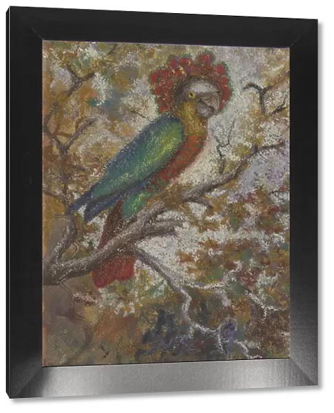 Parrot, 1909. Creator: William N. Buckner
