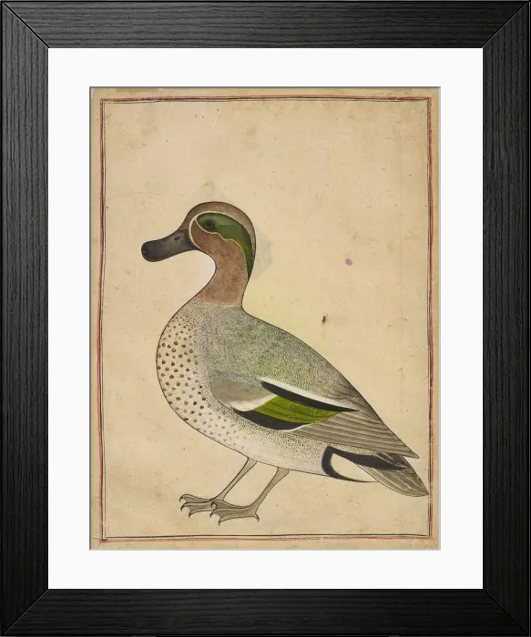 Framed Print : A Green-winged Teal, ca. 1730. Creator: Unknown Framed Print : A Green-winged Teal, ca. 1730. Creator: Unknown