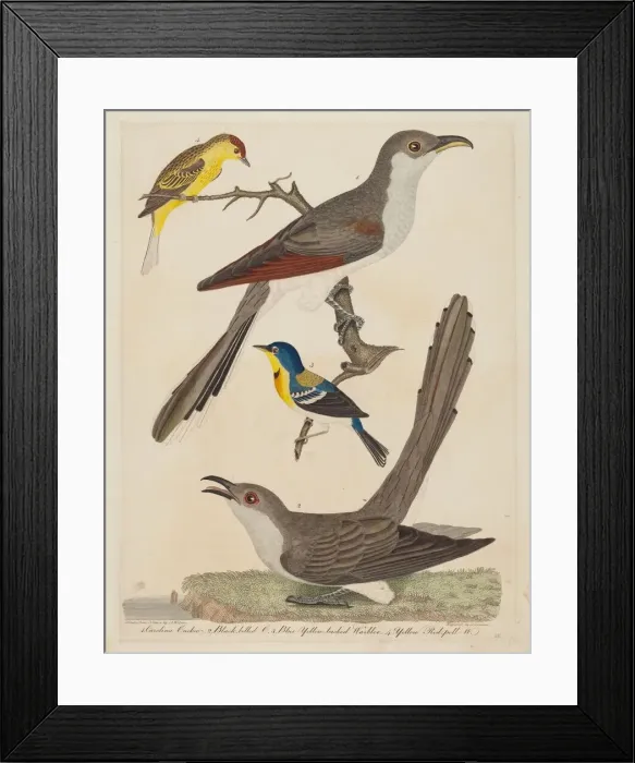 Framed Print : Carolina Cuckoo, Black-billed Cuckoo, Blue Yellow-backed Warbler, and Yellow... pub Framed Print : Carolina Cuckoo, Black-billed Cuckoo, Blue Yellow-backed Warbler, and Yellow... pub