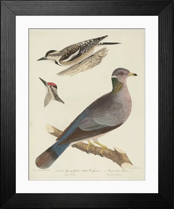 Framed Print : Young Yellow-bellied Woodpeckers and Band-tailed Pigeon. Creator: Alexander Lawson Framed Print : Young Yellow-bellied Woodpeckers and Band-tailed Pigeon. Creator: Alexander Lawson