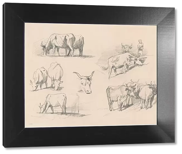 Studies of Cattle, c. 1872. Creator: John Singer Sargent