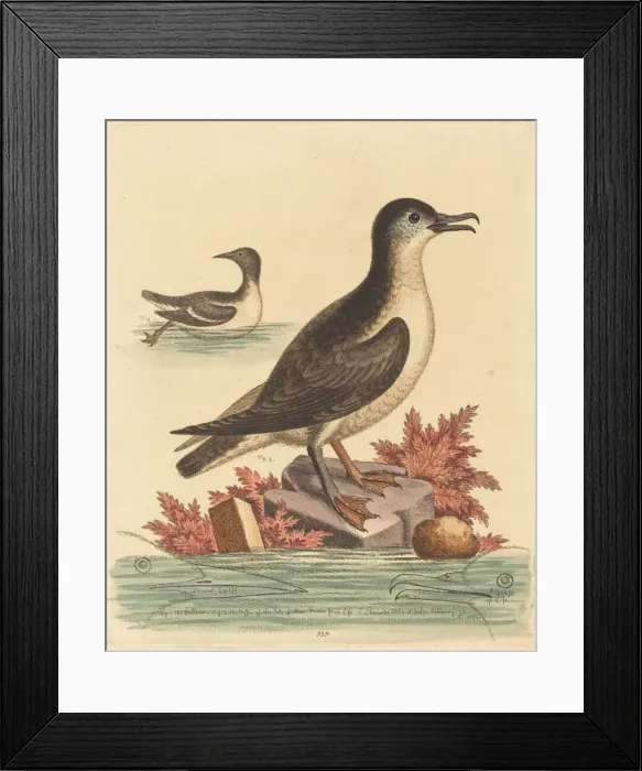 Framed Print : The Guillemot and the Puffin of the Isle of Man, 1762. Creator: George Edwards Framed Print : The Guillemot and the Puffin of the Isle of Man, 1762. Creator: George Edwards