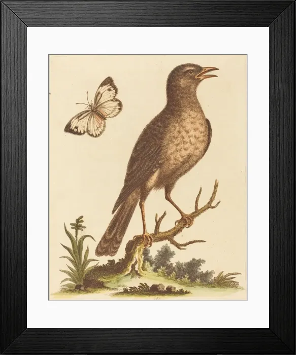 Framed Print : Brown Bird with a Butterfly. Creator: George Edwards Framed Print : Brown Bird with a Butterfly. Creator: George Edwards