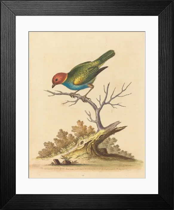Framed Print : The Red-Headed Finch from Surinam, 1741. Creator: George Edwards Framed Print : The Red-Headed Finch from Surinam, 1741. Creator: George Edwards