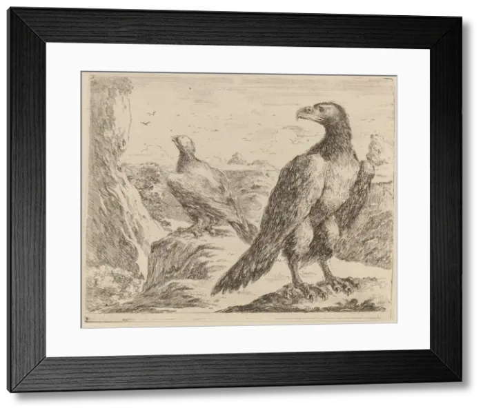 Framed Print : Two Eagles, Both with Heads Turned to the Left. Creator: Stefano della Bella Framed Print : Two Eagles, Both with Heads Turned to the Left. Creator: Stefano della Bella
