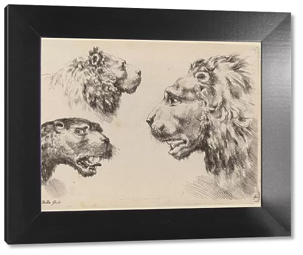 Three Lion Heads, probably 1649. Creator: Stefano della Bella