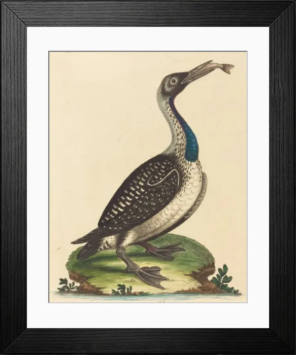 Framed Print : Black and White Water-Fowl with Blue Throat. Creator: George Edwards Framed Print : Black and White Water-Fowl with Blue Throat. Creator: George Edwards