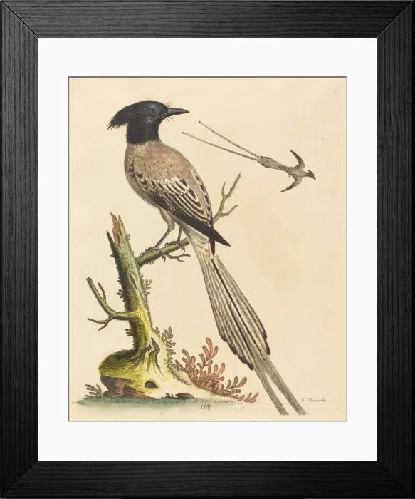 Framed Print : The Black and White Crested Bird of Paradise, published 1743. Creator: George Edwards Framed Print : The Black and White Crested Bird of Paradise, published 1743. Creator: George Edwards