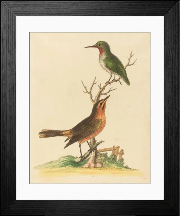 Framed Print : Green Bird with Red Throat and Brown and Orange Bird. Creator: George Edwards Framed Print : Green Bird with Red Throat and Brown and Orange Bird. Creator: George Edwards