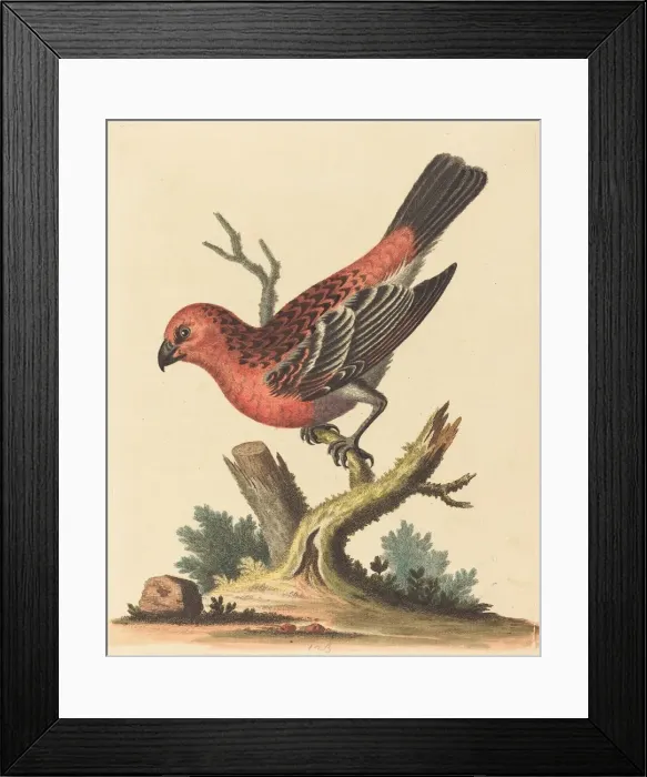 Framed Print : Red and Black Bird. Creator: George Edwards Framed Print : Red and Black Bird. Creator: George Edwards