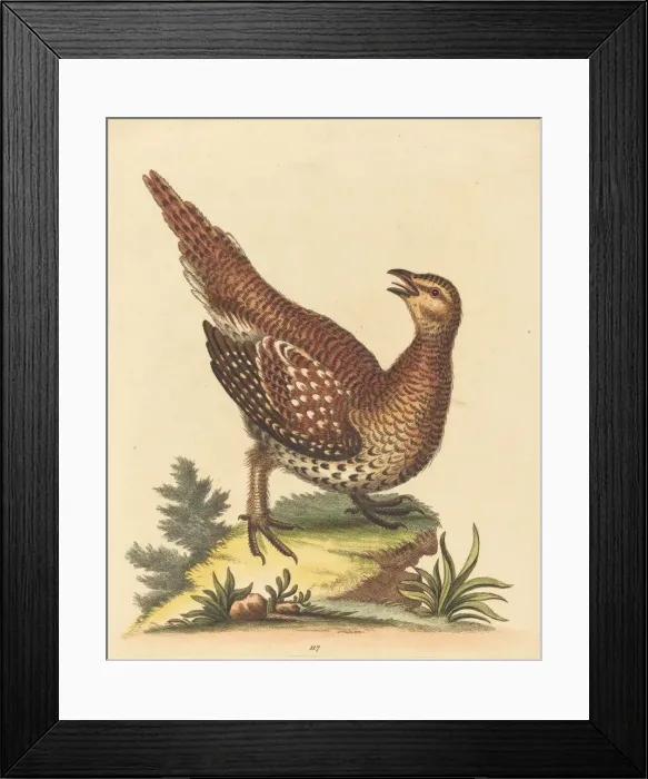 Framed Print : Brown Speckled Bird. Creator: George Edwards Framed Print : Brown Speckled Bird. Creator: George Edwards