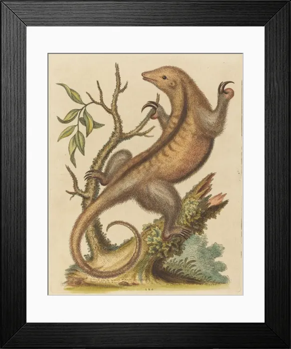 Framed Print : Pygmy Anteater, 1755. Creator: George Edwards Framed Print : Pygmy Anteater, 1755. Creator: George Edwards