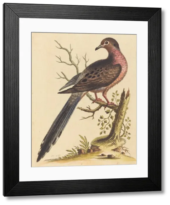 Framed Print : Fedoa Americana pectore ruso, 1740. Creator: George Edwards Framed Print : Fedoa Americana pectore ruso, 1740. Creator: George Edwards