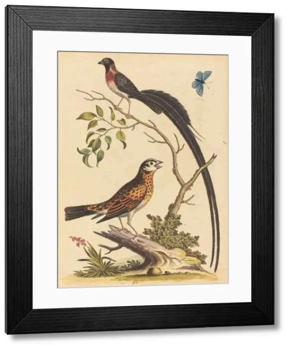 Framed Print : Two Birds, One with Very Long Tailfeathers, and Blue Butterfly, published 1745 Framed Print : Two Birds, One with Very Long Tailfeathers, and Blue Butterfly, published 1745