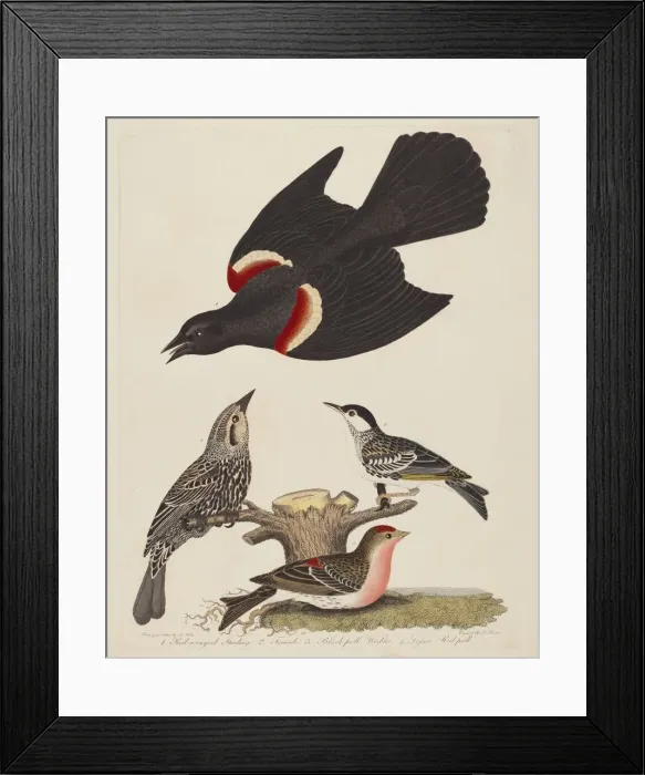 Framed Print : Red-winged Starling, Female Red-winged Starling, Black-poll Warbler, and Lesser... pub Framed Print : Red-winged Starling, Female Red-winged Starling, Black-poll Warbler, and Lesser... pub