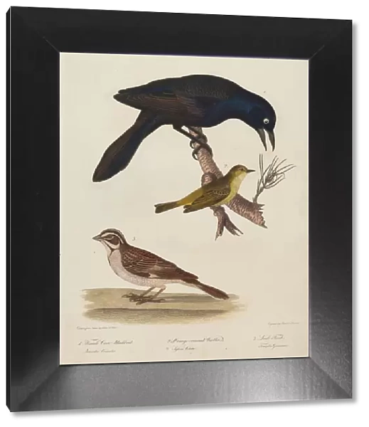 Female Crow Blackbird, Orange-Crowned Warbler, Lark Finch. Creator: Alexander Lawson