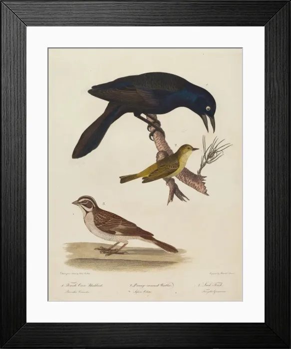 Framed Print : Female Crow Blackbird, Orange-Crowned Warbler, Lark Finch. Creator: Alexander Lawson Framed Print : Female Crow Blackbird, Orange-Crowned Warbler, Lark Finch. Creator: Alexander Lawson