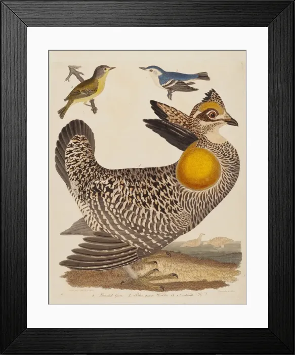 Framed Print : Pinnated Grous, Blue-green Warbler, and Nashville Warbler, published 1808-1814 Framed Print : Pinnated Grous, Blue-green Warbler, and Nashville Warbler, published 1808-1814
