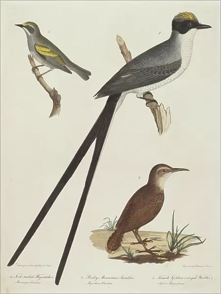 Fork-tailed Flycatcher, Rocky Mountain Anteater, and Female Golden-winged Warbler