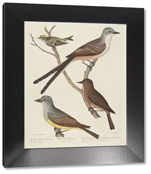 Swallow-tailed Flycatcher, Arkansas Flycatcher, Says Flycatcher, and Female... Wren