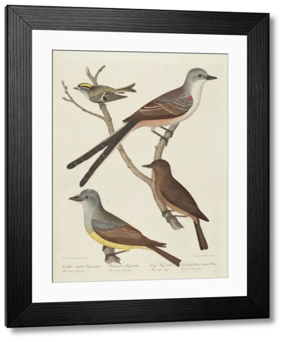 Framed Print : Swallow-tailed Flycatcher, Arkansas Flycatcher, Says Flycatcher, and Female... Wren Framed Print : Swallow-tailed Flycatcher, Arkansas Flycatcher, Says Flycatcher, and Female... Wren