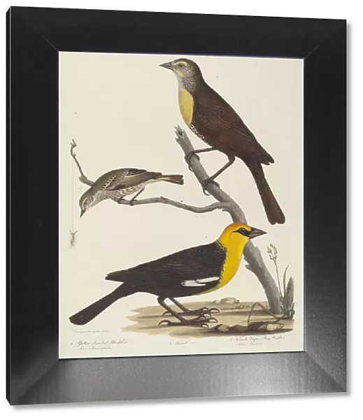 Yellow-headed Blackbird, Female Blackbird, and Female Cape May Warbler