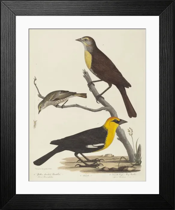 Framed Print : Yellow-headed Blackbird, Female Blackbird, and Female Cape May Warbler Framed Print : Yellow-headed Blackbird, Female Blackbird, and Female Cape May Warbler