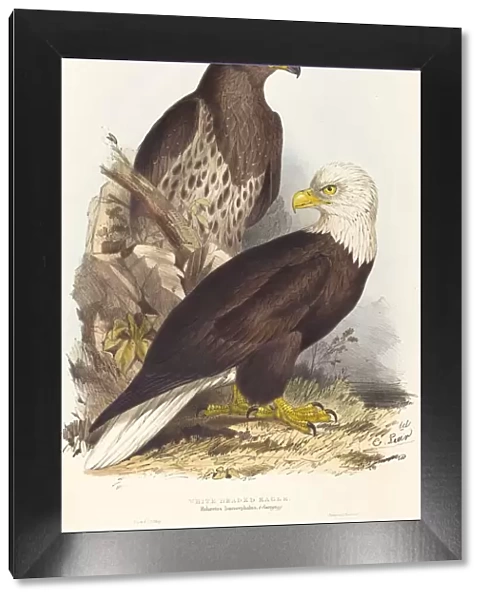 White Headed Eagle (Haliaetus leucocephalus), published 1832-1837. Creator: Edward Lear