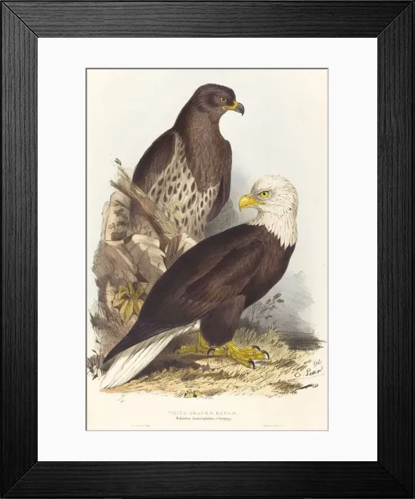 Framed Print : White Headed Eagle (Haliaetus leucocephalus), published 1832-1837. Creator: Edward Lear Framed Print : White Headed Eagle (Haliaetus leucocephalus), published 1832-1837. Creator: Edward Lear