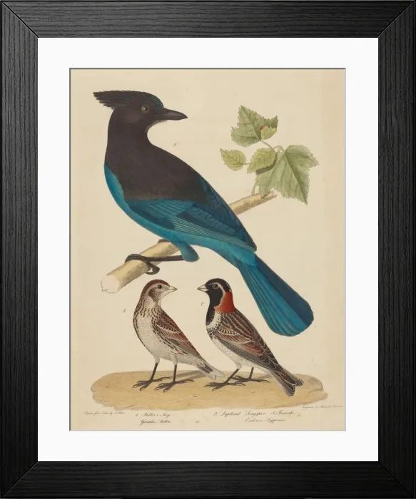 Framed Print : Stellars Jay, Lapland Longspur and Female. Creator: Alexander Lawson Framed Print : Stellars Jay, Lapland Longspur and Female. Creator: Alexander Lawson
