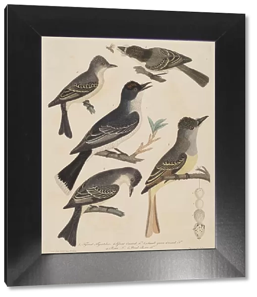 Five Birds with Their Eggs and an Insect, published 1808  /  1814. Creator: Alexander Lawson