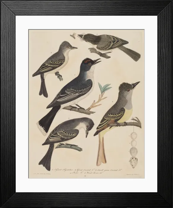 Framed Print : Five Birds with Their Eggs and an Insect, published 1808 / 1814. Creator: Alexander Lawson Framed Print : Five Birds with Their Eggs and an Insect, published 1808 / 1814. Creator: Alexander Lawson