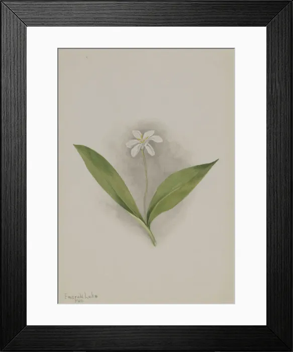 Framed Print : Queencup (Clintonia uniflora), 1902. Creator: Mary Vaux Walcott Framed Print : Queencup (Clintonia uniflora), 1902. Creator: Mary Vaux Walcott