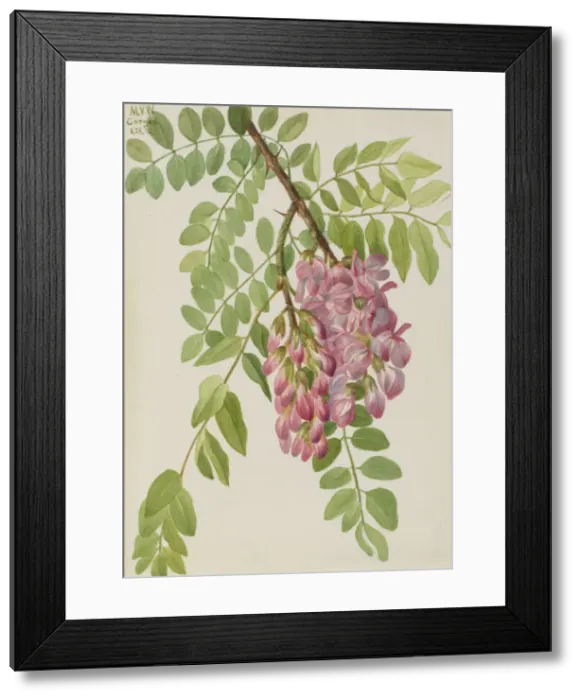 Framed Print : New Mexican Locust (Robinia neomexicana), 1938. Creator: Mary Vaux Walcott Framed Print : New Mexican Locust (Robinia neomexicana), 1938. Creator: Mary Vaux Walcott
