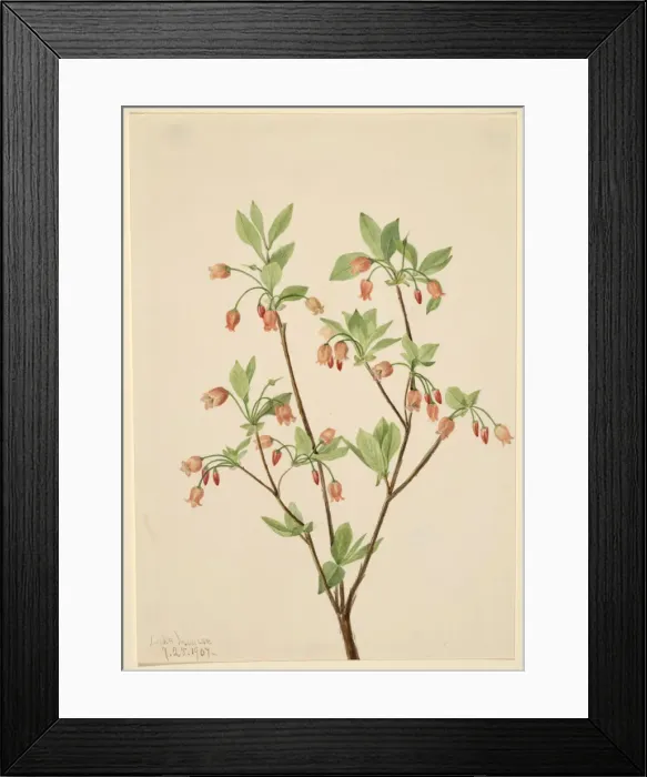 Framed Print : Menziesea (Menziesea glabella), 1907. Creator: Mary Vaux Walcott Framed Print : Menziesea (Menziesea glabella), 1907. Creator: Mary Vaux Walcott