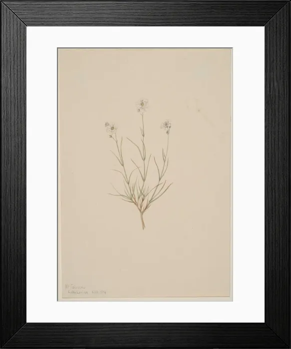 Framed Print : Arenaria formosa, 1904. Creator: Mary Vaux Walcott Framed Print : Arenaria formosa, 1904. Creator: Mary Vaux Walcott