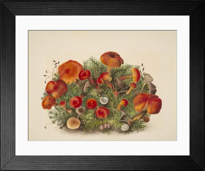Framed Print : (Untitled--Study of Mushrooms), 1880. Creator: Mary Vaux Walcott Framed Print : (Untitled--Study of Mushrooms), 1880. Creator: Mary Vaux Walcott