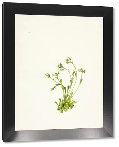 Saxifrage (Saxifraga caespitosa), 1924. Creator: Mary Vaux Walcott