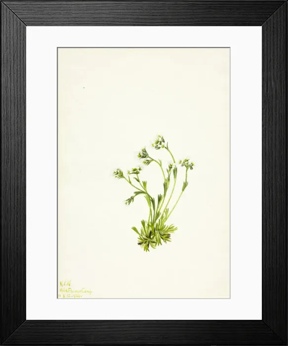 Framed Print : Saxifrage (Saxifraga caespitosa), 1924. Creator: Mary Vaux Walcott Framed Print : Saxifrage (Saxifraga caespitosa), 1924. Creator: Mary Vaux Walcott