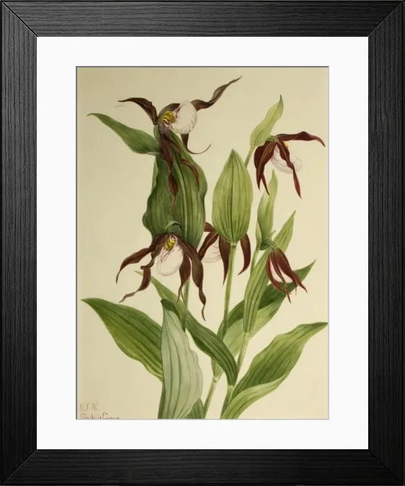 Framed Print : Mountain Ladys Slipper (Cypripedium montanum), 1923. Creator: Mary Vaux Walcott Framed Print : Mountain Ladys Slipper (Cypripedium montanum), 1923. Creator: Mary Vaux Walcott