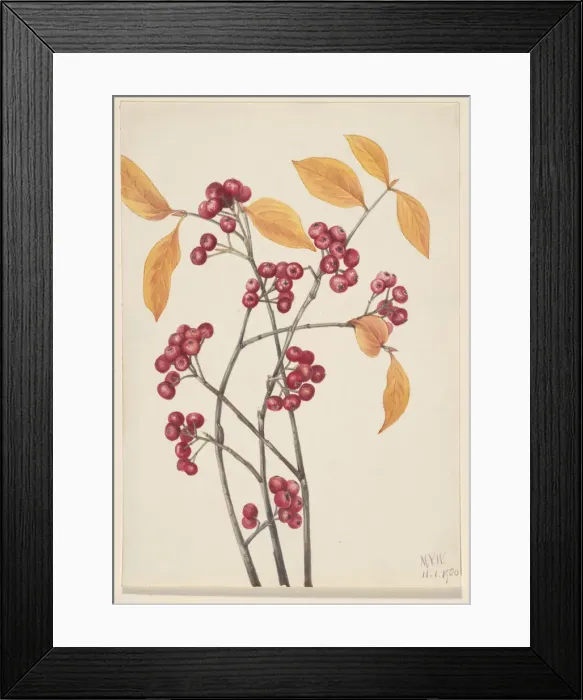 Framed Print : Red Chokeberry (Aronia arbutifolia), 1920. Creator: Mary Vaux Walcott Framed Print : Red Chokeberry (Aronia arbutifolia), 1920. Creator: Mary Vaux Walcott