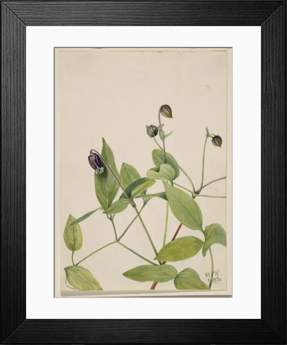 Framed Print : Leather Flower (Clematis viorna), 1920. Creator: Mary Vaux Walcott Framed Print : Leather Flower (Clematis viorna), 1920. Creator: Mary Vaux Walcott
