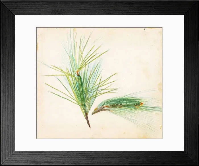 Framed Print : Pine-Tuft Caterpillar... early 20th century. Creator: Gerald H. Thayer Framed Print : Pine-Tuft Caterpillar... early 20th century. Creator: Gerald H. Thayer