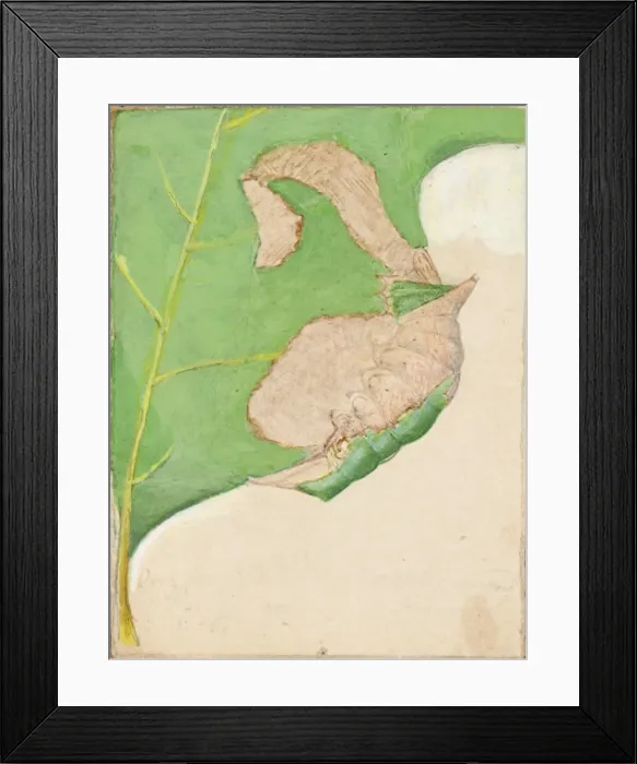 Framed Print : Oak Leaf Edge Caterpillar... early 20th century. Creator: Gerald H. Thayer Framed Print : Oak Leaf Edge Caterpillar... early 20th century. Creator: Gerald H. Thayer