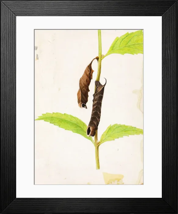 Framed Print : Curled Dead Leaf Mimicking Sphinx Caterpillar... early 20th century. Creator: Gerald H Framed Print : Curled Dead Leaf Mimicking Sphinx Caterpillar... early 20th century. Creator: Gerald H