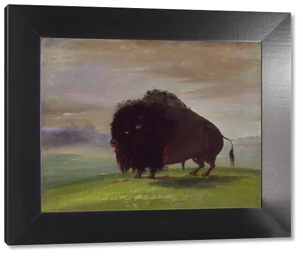 Wounded Buffalo, Strewing His Blood over the Prairies, 1832-1833. Creator: George Catlin